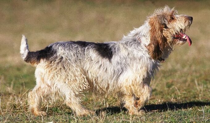 Cách nhân giống chó Grand Griffon Vendeen: Bí quyết chăm sóc và nuôi dưỡng